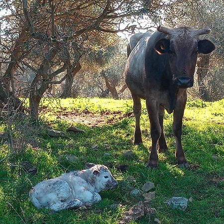 Appartamento Agriturismo Porta al Colle Macchiascandona Esterno foto