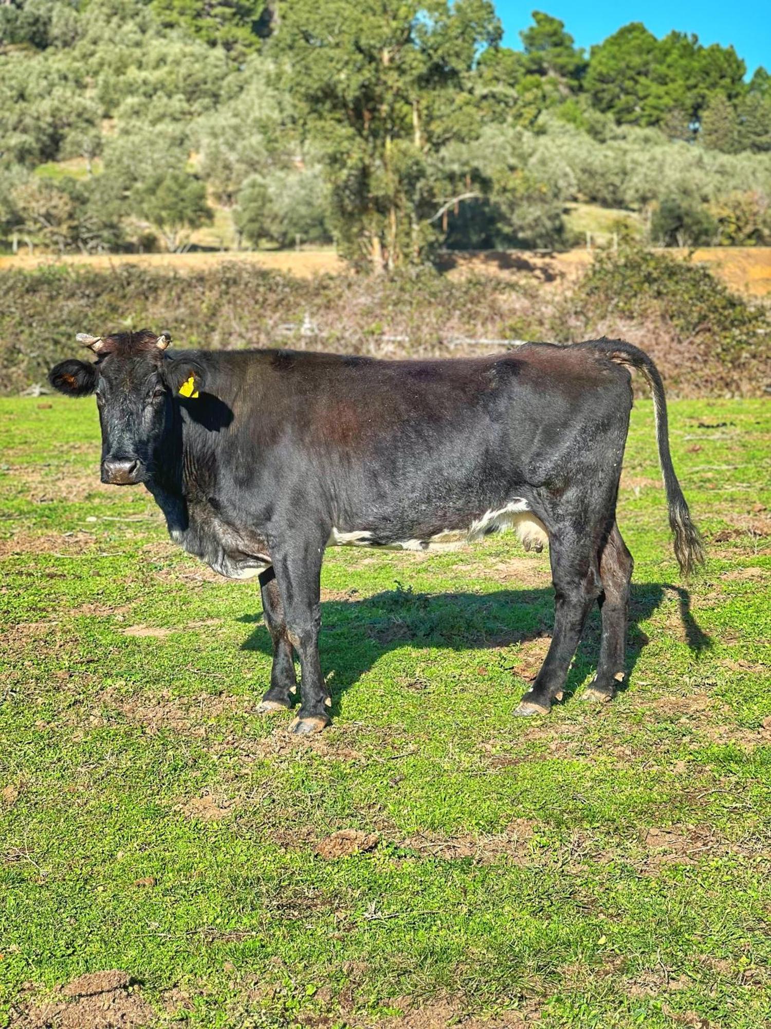 Appartamento Agriturismo Porta al Colle Macchiascandona Esterno foto