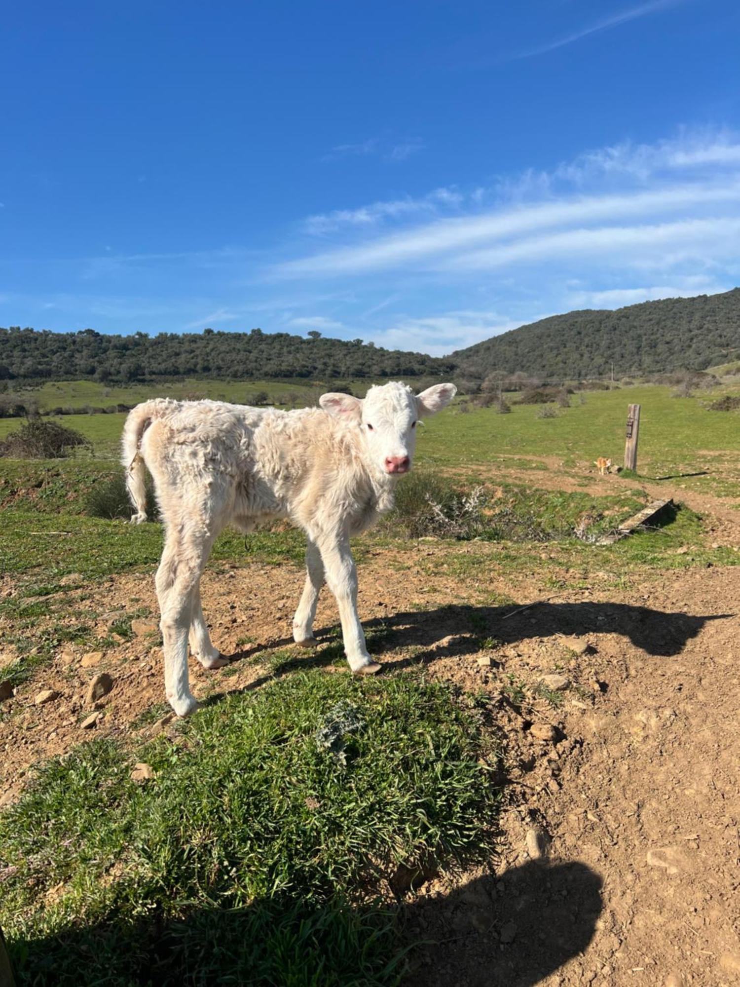 Appartamento Agriturismo Porta al Colle Macchiascandona Esterno foto