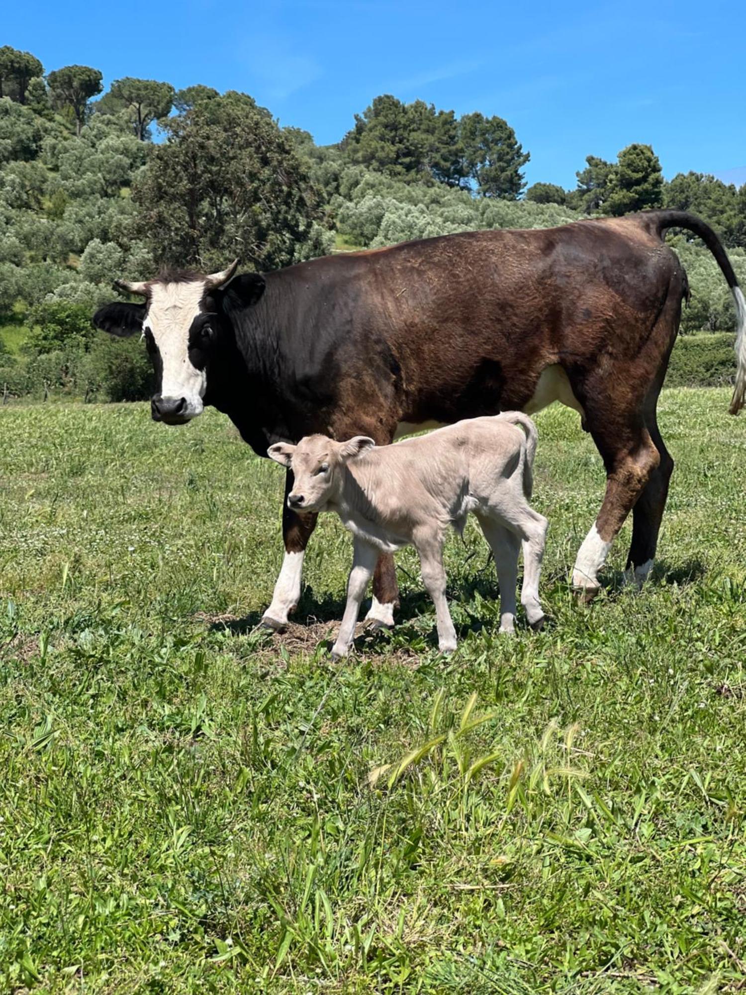 Appartamento Agriturismo Porta al Colle Macchiascandona Esterno foto