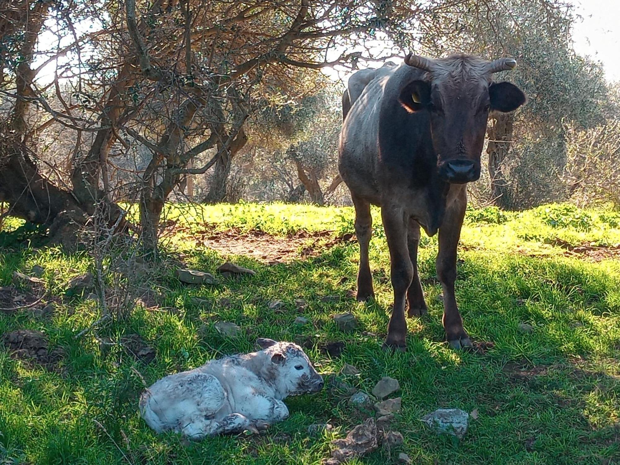 Appartamento Agriturismo Porta al Colle Macchiascandona Esterno foto