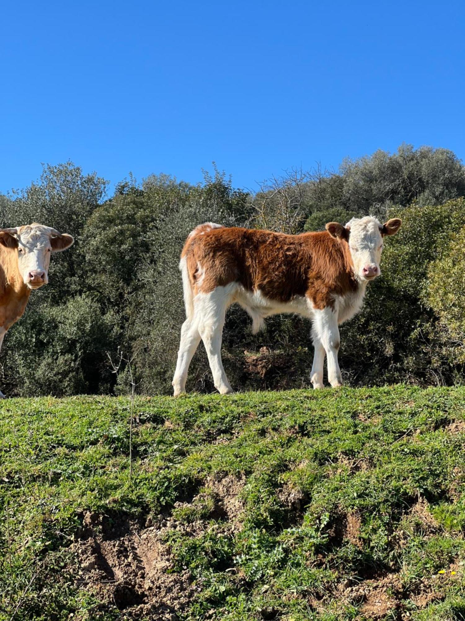 Appartamento Agriturismo Porta al Colle Macchiascandona Esterno foto