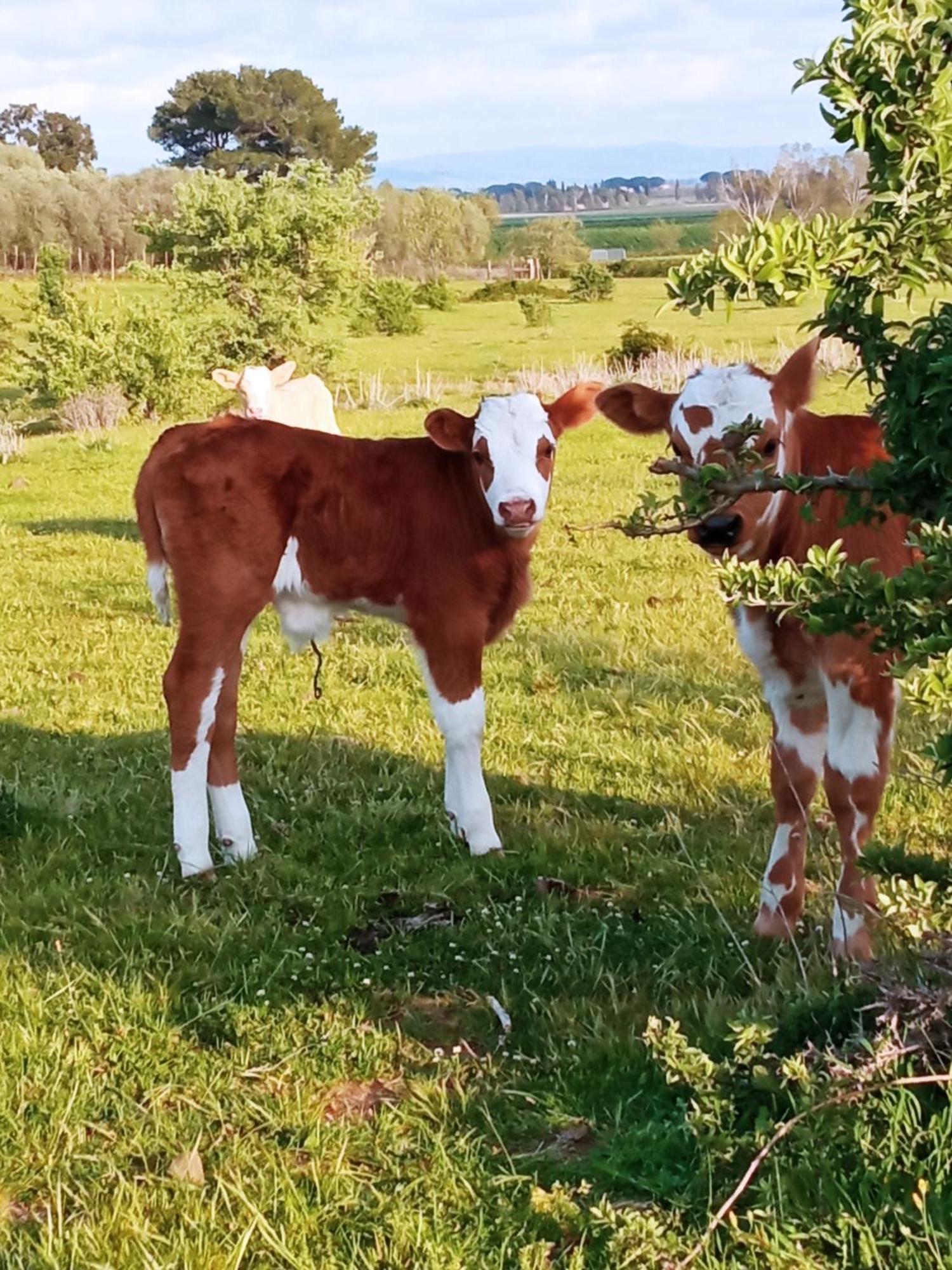 Appartamento Agriturismo Porta al Colle Macchiascandona Esterno foto